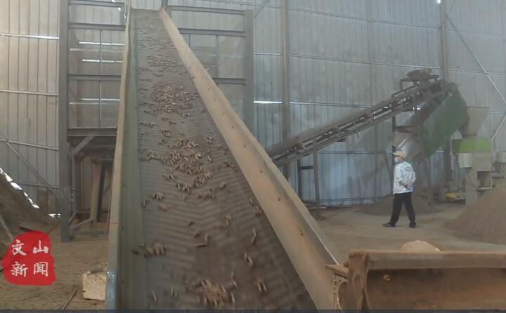 在廣南縣那灑鎮(zhèn)生物質(zhì)顆粒燃料加工廠，粉碎機、輸送帶、木屑造粒機呈流水線作業(yè)，將桔桿、枯木等可燃材料加工成顆粒狀成品對外出售.jpg